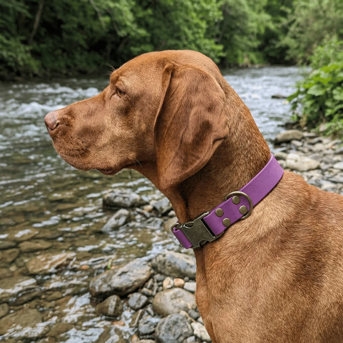 Grape Waterproof Biothane Metal Clasp Dog Collar