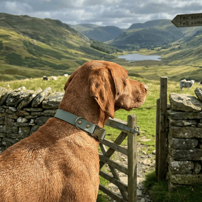 Country Green 38mm Wide Waterproof Biothane Metal Clasp Dog Collar