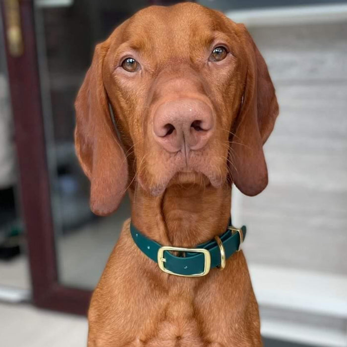 Dark Green Waterproof Biothane Buckle Dog Collar