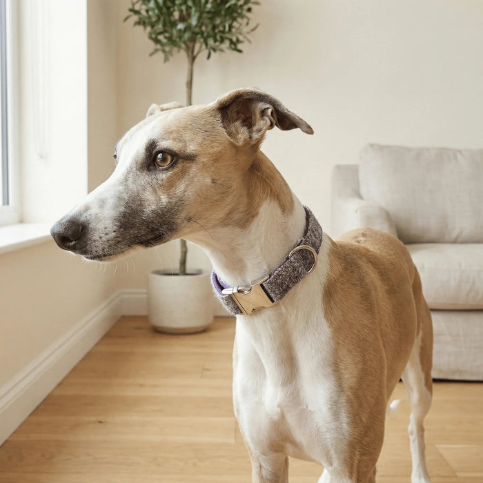 Extra Wide 38mm - Lavender Block Check Harris Tweed Dog Collar