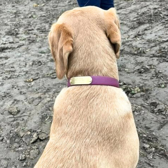 Wine Waterproof Biothane Buckle Dog Collar