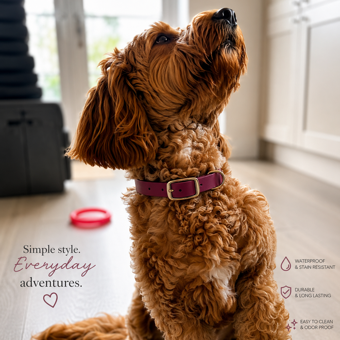 Wine Waterproof Biothane Buckle Dog Collar