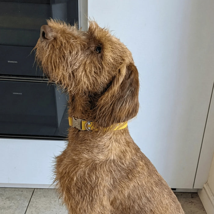 Mustard Waterproof Biothane Metal Clasp Dog Collar
