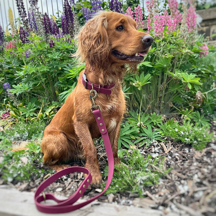 Wine Waterproof Biothane Buckle Dog Collar