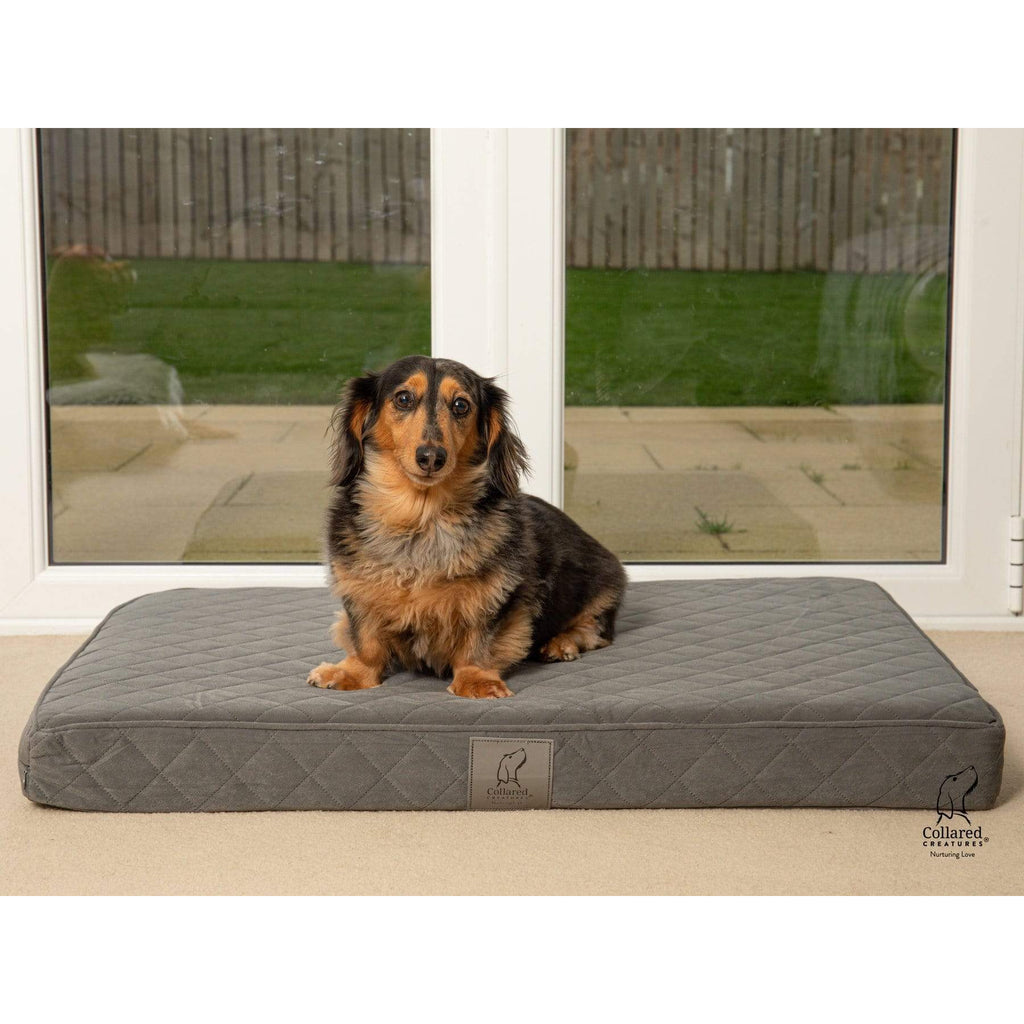 Burlington dog beds 2025