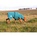 Collared Creatures Dog Jacket Collared Creatures - Perfectly Practical Dog Drying Coat - Available in 3 Colours