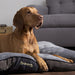 Scruffs® Beds Scruffs® Chester Mattress Dog Bed