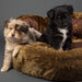 Scruffs® Beds Scruffs® Cub Bear Dog Bed