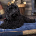 Scruffs® Beds Scruffs® Highland Mattress - Pet Bed