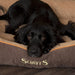 Scruffs® Beds Scruffs® Thermal Box Pet Bed