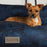 Scruffs® Beds (XL) 90 x 70 x 24cm Scruffs Kensington Box Bed - Navy