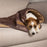 Scruffs® blankets 110 x 75 cm Kensington Dog Blanket - Chocolate